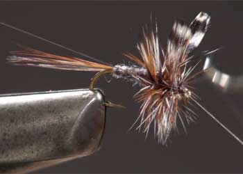 dry fly hackle